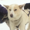 Clara the sleddog.