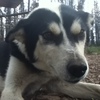 Cowgirl the sleddog.