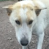 Farley the sleddog.