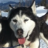 Kenai the sleddog.