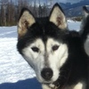 Kobuk the sleddog.