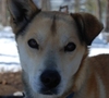Ottoman the sleddog.
