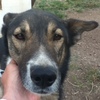 Rohan the sleddog.