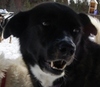 Tuesday the sleddog.