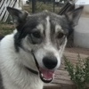 Ziggy the sleddog.