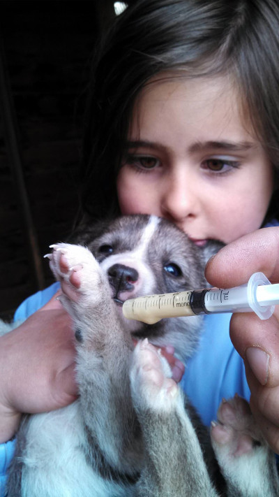 A sled dog puppy receiving de-worming medicine.